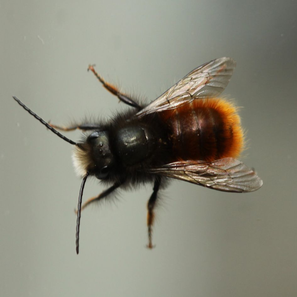 Is dit een metselbij?